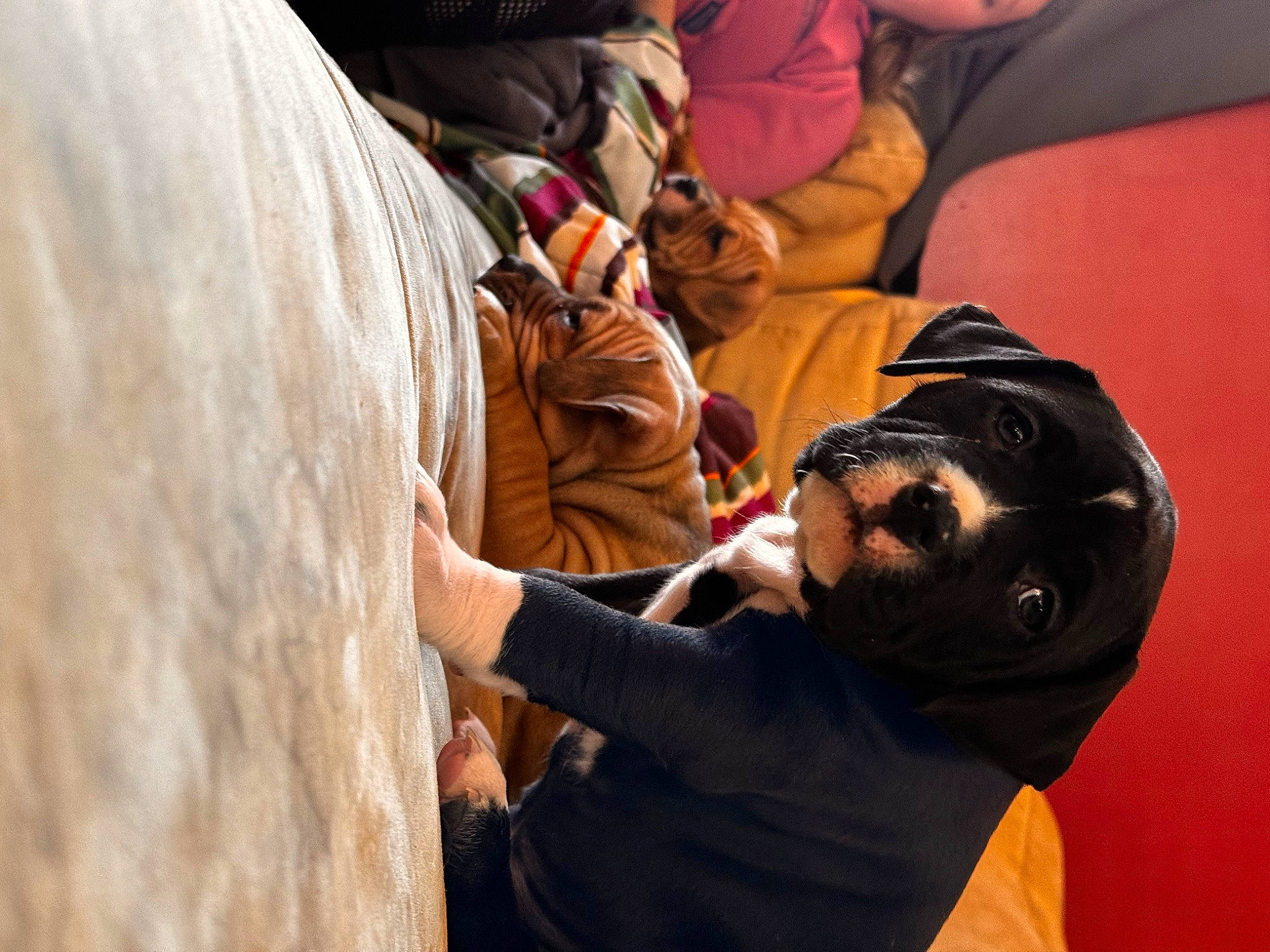 Lady Bug joined the competition — help win amazing prizes! adventure, backpack, bag, baseball_cap, camera, child, comfort, elbow, fun, headgear, hoodie, interaction, jacket, landscape, luggage_and_bags, personal_protective_equipment, recreation, room, sitting, wood