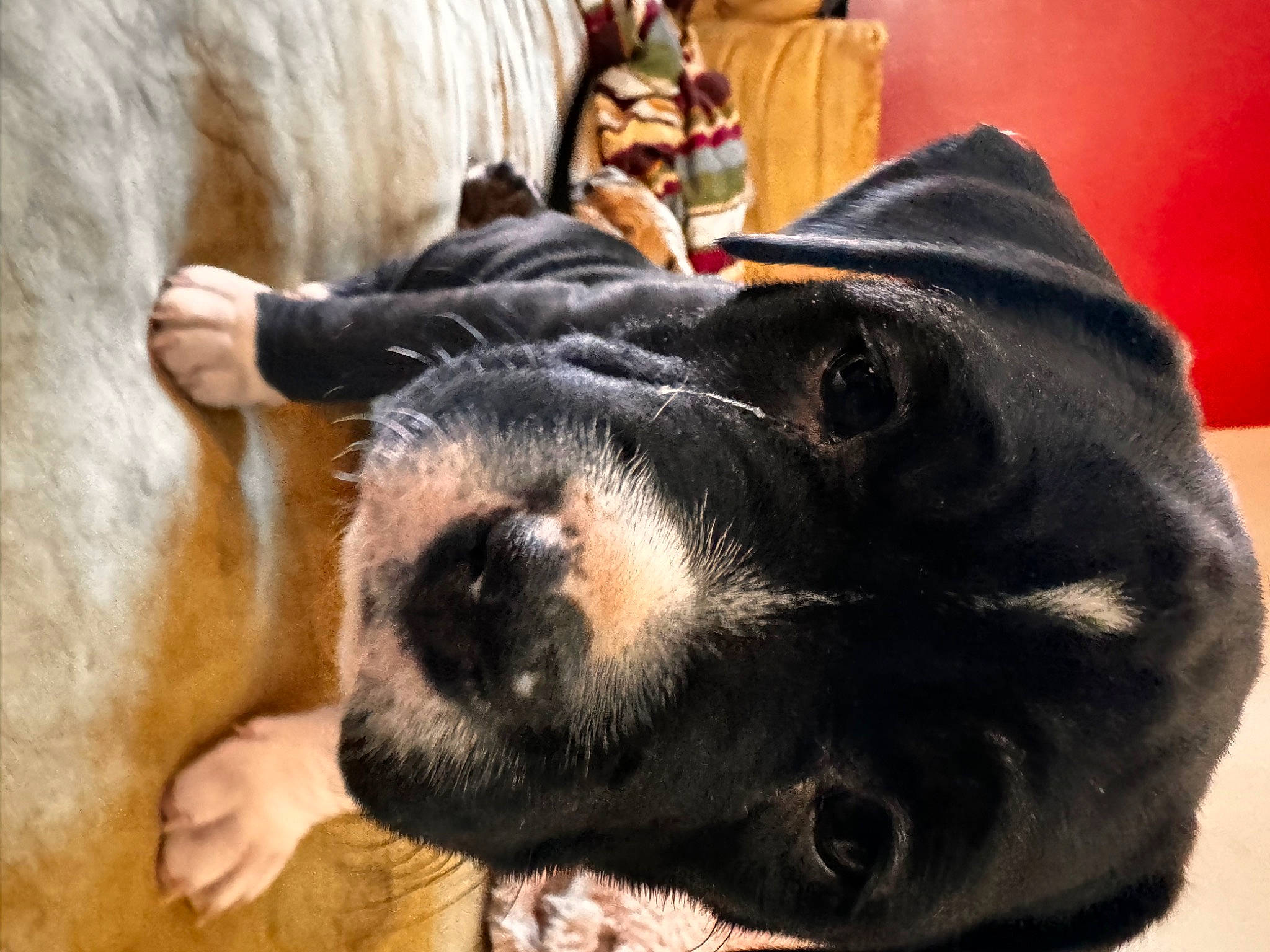 Lady Bug joined the competition — help win amazing prizes! bovine, canidae, carnivore, comfort, companion_dog, dairy_cow, dog, dog_breed, ear, fur, guard_dog, livestock, pack_animal, snout, sporting_group, suidae, terrestrial_animal, whiskers, working_animal, wrinkle