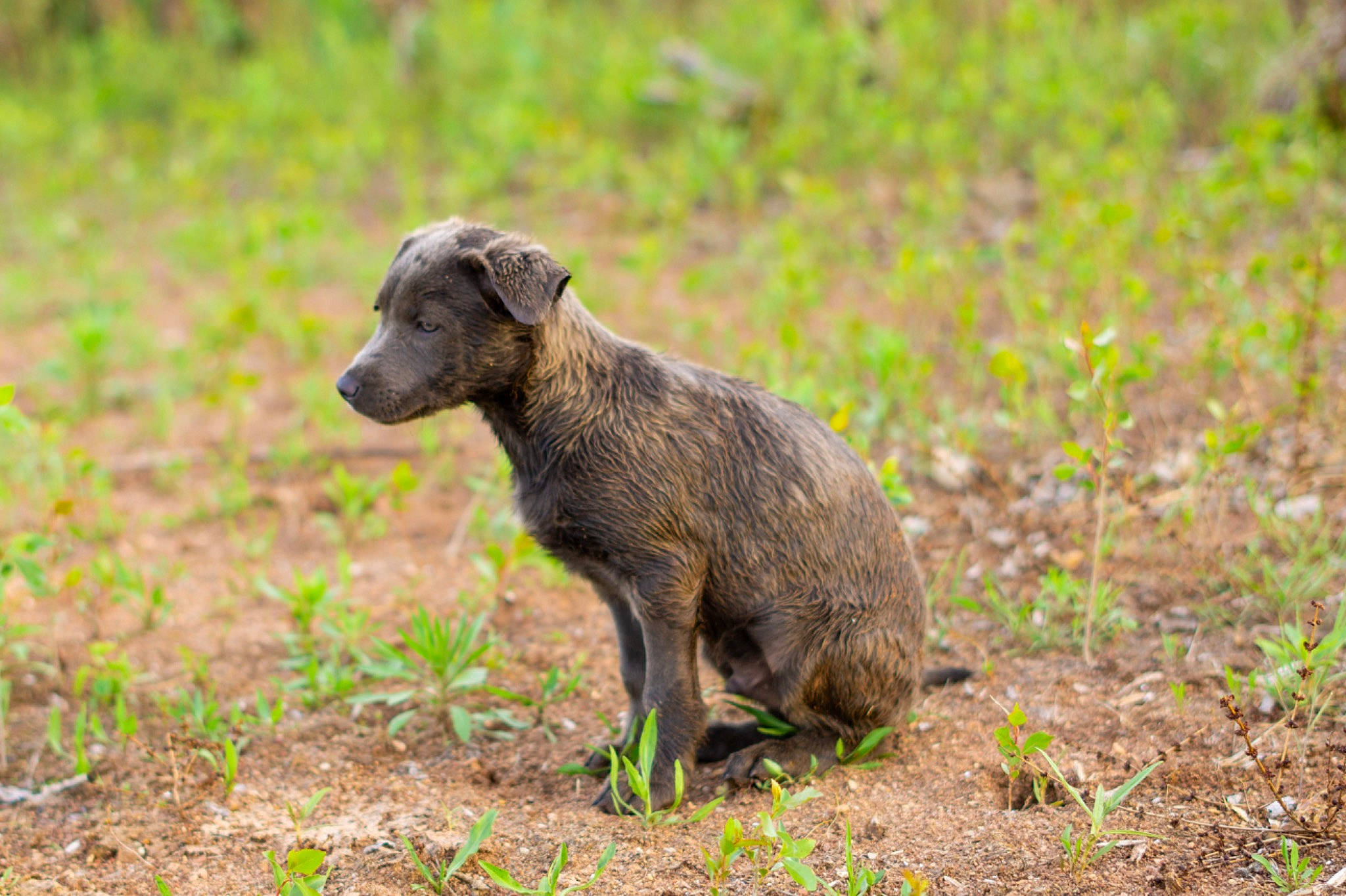 Levi is registered to the contest to win money with this photo: canidae, carnivore, dog_breed, fawn, field, grass, grassland, landscape, livestock, natural_landscape, pasture, plant, prairie, snout, soil, sporting_group, tail, terrestrial_animal, wildlife, working_animal