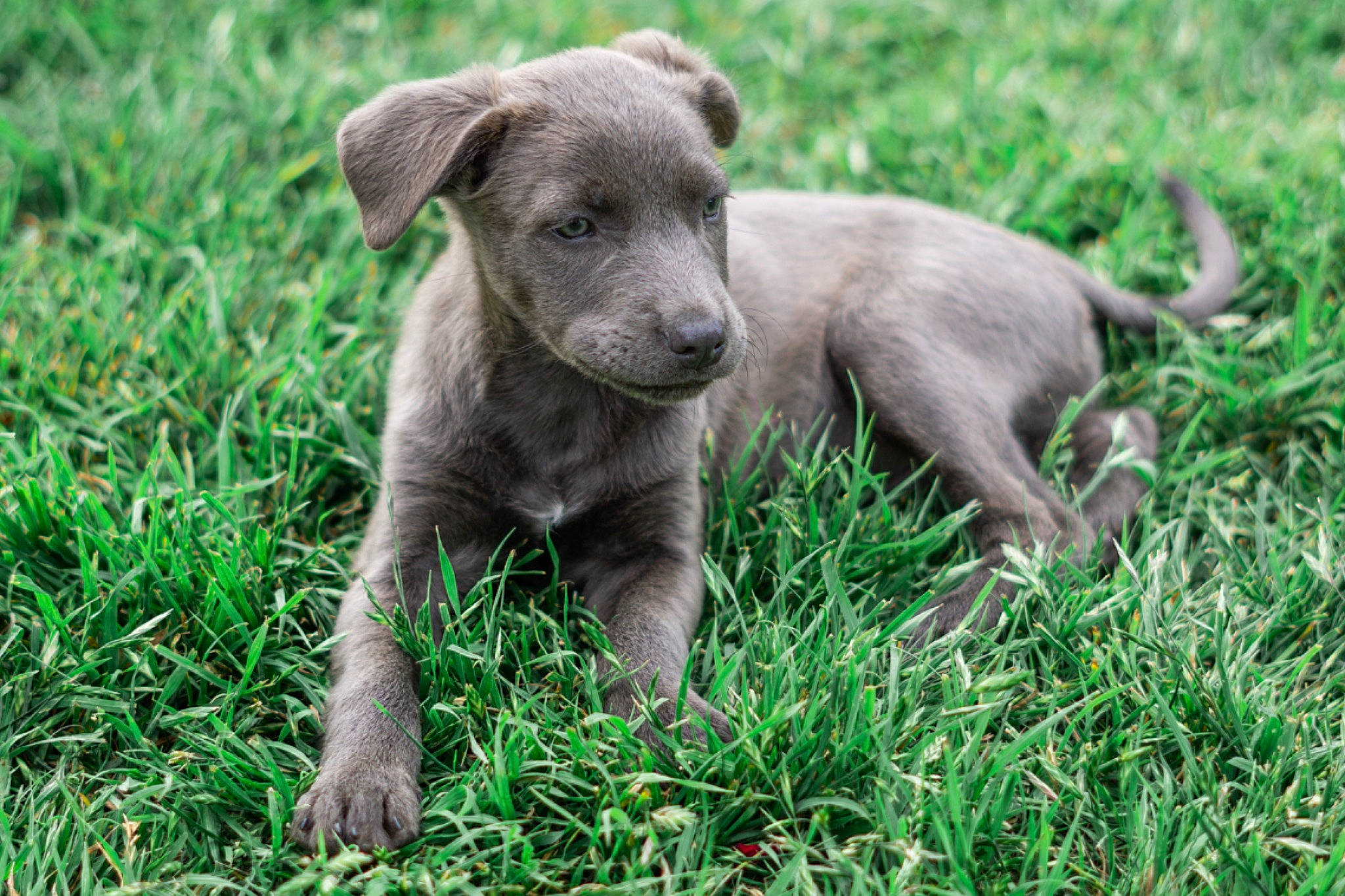 Levi is registered to the contest to win money with this photo: canidae, carnivore, companion_dog, dog, dog_breed, fur, grass, grassland, groundcover, hunting_dog, liver, plant, snout, terrestrial_animal, wildlife, working_animal