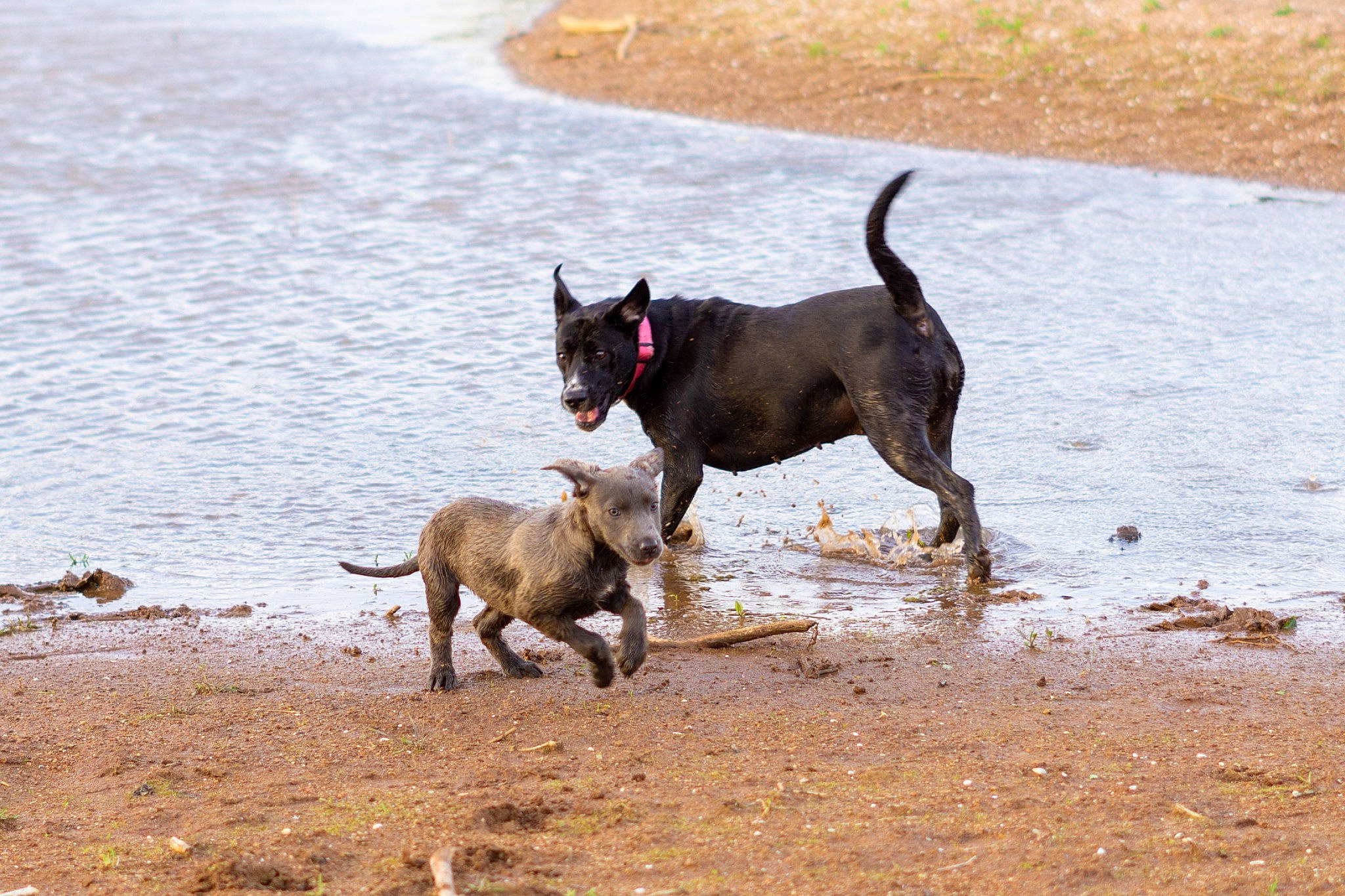 Levi joined the competition — help win amazing prizes! beach, carnivore, collar, dog, dog_breed, dog_supply, fawn, hunting_dog, leash, mammal, non_sporting_group, pet_supply, sand, soil, sporting_group, tail, vertebrate, water, working_animal, working_dog