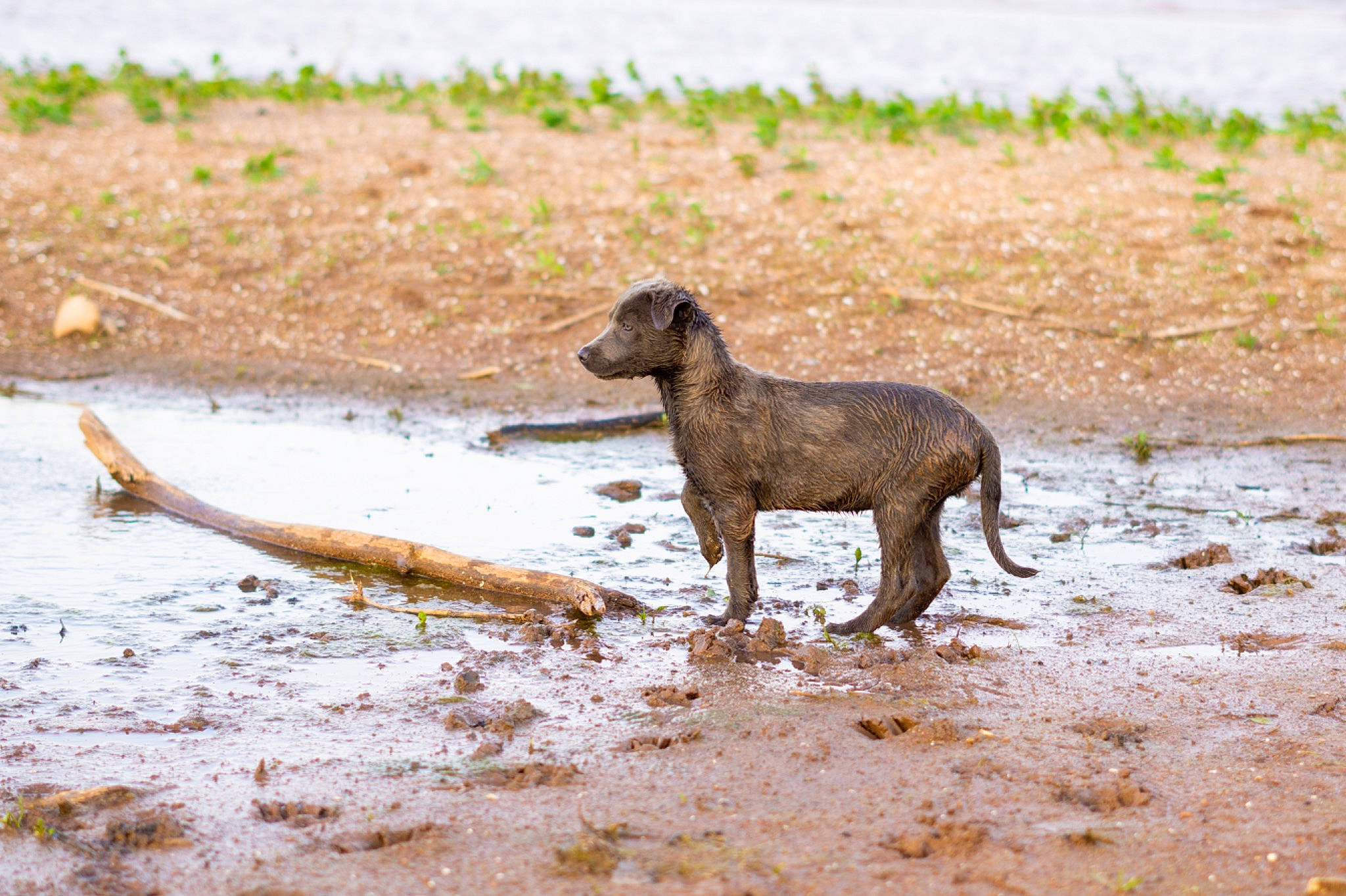 Levi joined the competition — help win amazing prizes! canidae, carnivore, dog, dog_breed, fawn, hunting_dog, landscape, liver, plant, snout, soil, sporting_group, tail, terrestrial_animal, water, wildlife, working_animal