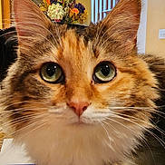 Ella is registered to the contest to win money with this photo: animal, bouquet, cat, closeup, curious, feline, flowers, fluffy, furniture, green_eyes, home, indoors, long_hair, mirror, orange_cat, pet, portrait, soft_fur, staircase, whiskers