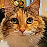animal, bouquet, cat, closeup, curious, feline, flowers, fluffy, furniture, green_eyes, home, indoors, long_hair, mirror, orange_cat, pet, portrait, soft_fur, staircase, whiskers