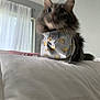 cat, feline, bandana, indoor, curtains, window, white, gray, furry, pet, animal, cozy, blurred, soft_light, home, sitting, cushion, fabric, tail, whiskers