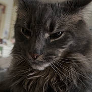 Pixi joined the competition — help win amazing prizes! cat, gray_cat, fluffy_fur, close_up, indoor, pet, whiskers, feline, portrait, animal, soft_fur, muzzle, ears, nose, eyes, long_hair, domestic_cat, cute, fur_texture, face