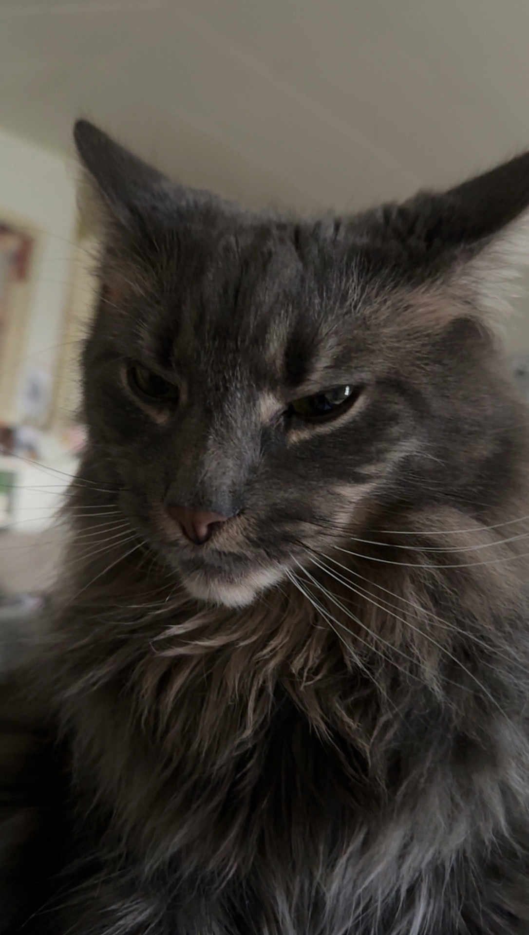 Pixi joined the competition — help win amazing prizes! cat, gray_cat, fluffy_fur, close_up, indoor, pet, whiskers, feline, portrait, animal, soft_fur, muzzle, ears, nose, eyes, long_hair, domestic_cat, cute, fur_texture, face