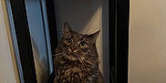 Pixi joined the competition — help win amazing prizes! cat, furniture, stool, indoor, flooring, gray, fluffy, pet, animal, whiskers, ears, wood_floor, wall, curious, seated, domestic_cat, looking_up, shadow, cozy, quiet