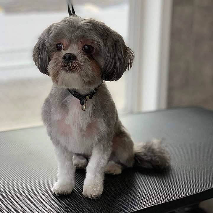 Roxie joined the competition — help win amazing prizes! canidae, carnivore, companion_dog, dog, dog_breed, dog_supply, fawn, fur, liver, mal_shi, maltepoo, non_sporting_group, puppy, shih_tzu, small_terrier, snout, sporting_group, terrier, toy_dog, working_animal