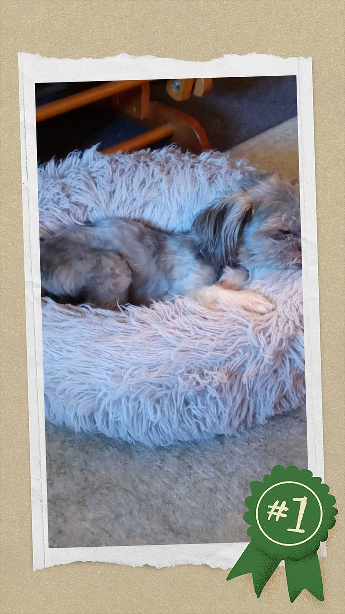 Roxie is registered to the contest to win money with this photo: canidae, carnivore, comfort, companion_dog, dog, dog_bed, dog_breed, felidae, fur, paw, pet_supply, rectangle, room, small_to_medium_sized_cats, snout, sporting_group, tail, terrestrial_animal, whiskers, wildlife