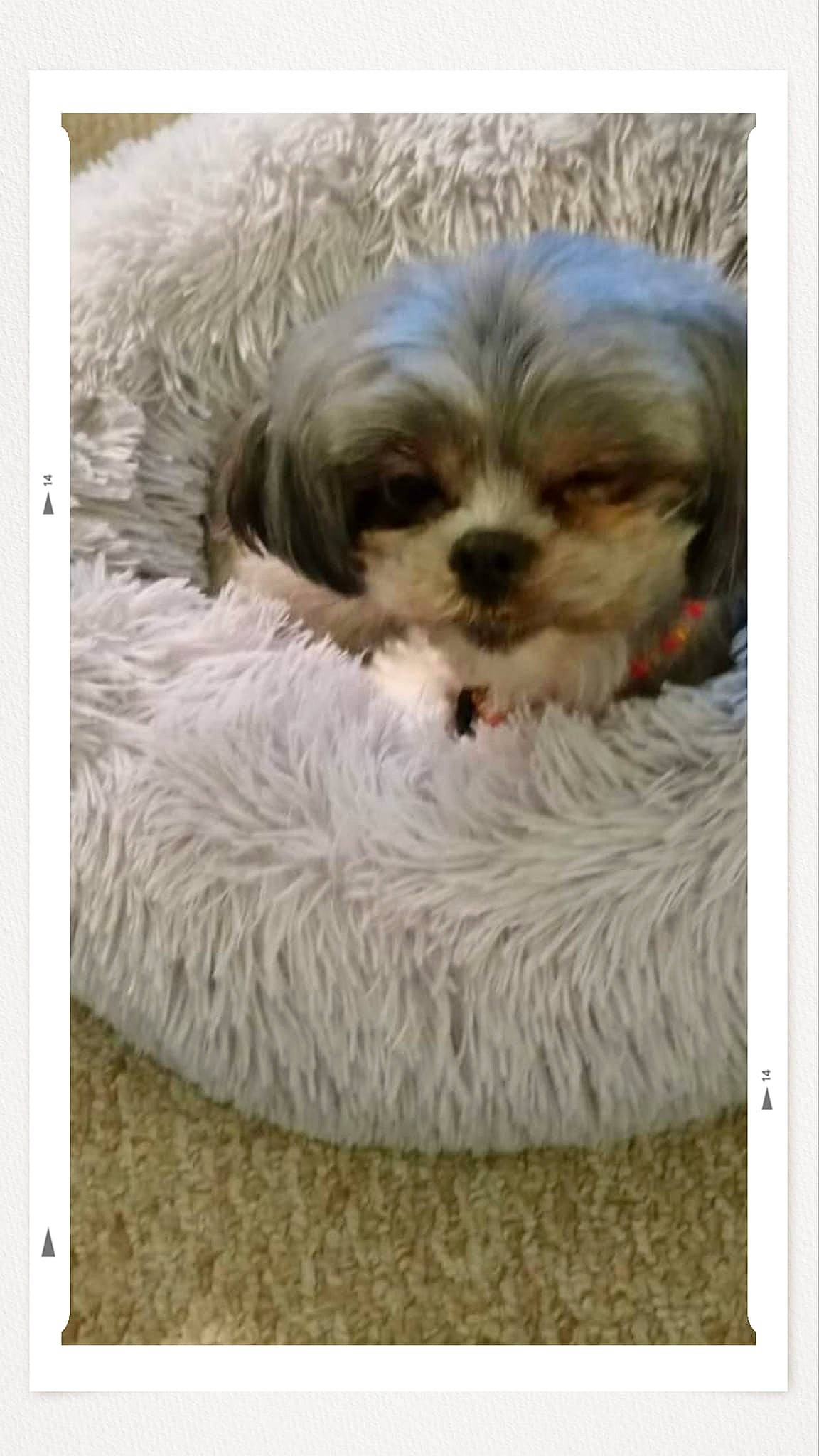 Roxie joined the competition — help win amazing prizes! canidae, carnivore, companion_dog, dog, dog_breed, dog_supply, fawn, fur, liver, mal_shi, pet_supply, rectangle, shih_poo, shih_tzu, small_terrier, snout, sporting_group, terrier, toy_dog, working_animal