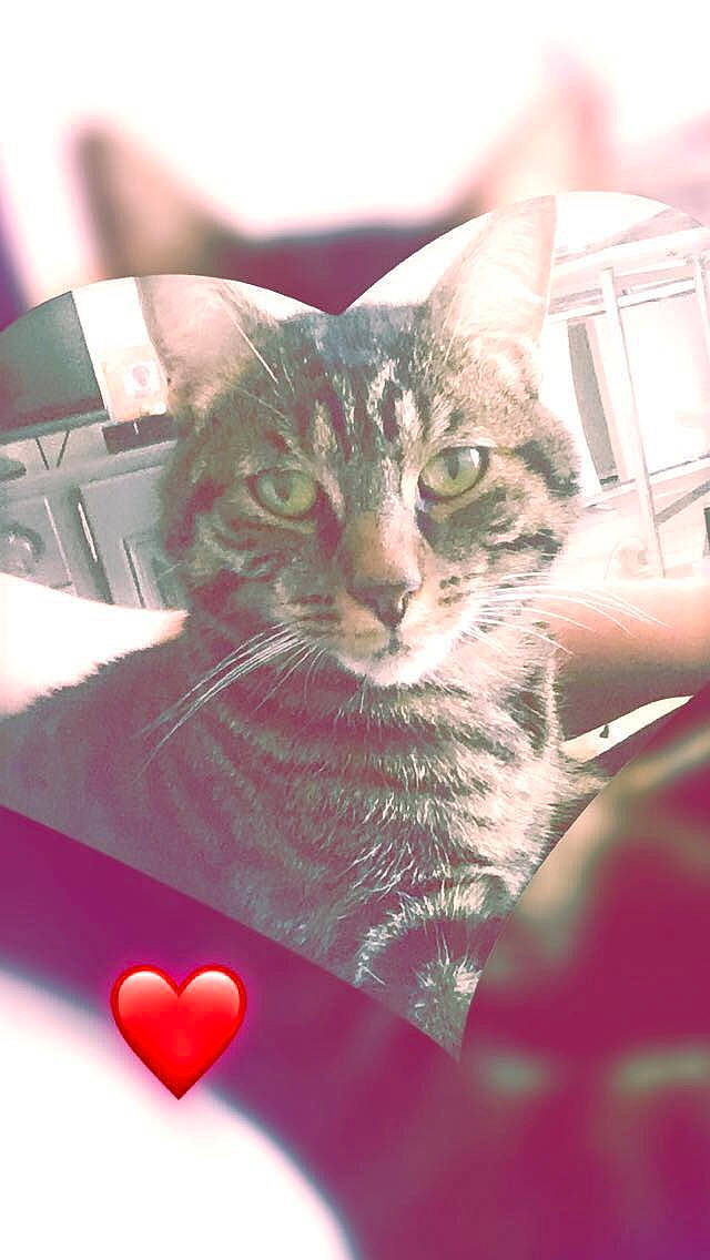 Naos a rejoint le concours — aidez-le/la à gagner de superbes lots ! carmine, carnivore, cat, curious, domestic_short_haired_cat, felidae, heart, holiday, love, pet_supply, small_to_medium_sized_cats, snout, tabby_cat, valentines_day, whiskers