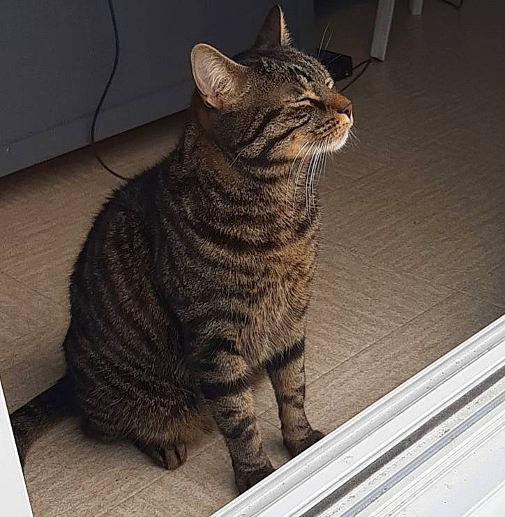 Naos participe au concours pour gagner de l'argent avec cette photo : beige, carnivore, cat, domestic_short_haired_cat, european_shorthair, fawn, felidae, floor, flooring, fur, hood, small_to_medium_sized_cats, snout, tabby_cat, tail, terrestrial_animal, toe, vertebrate, whiskers