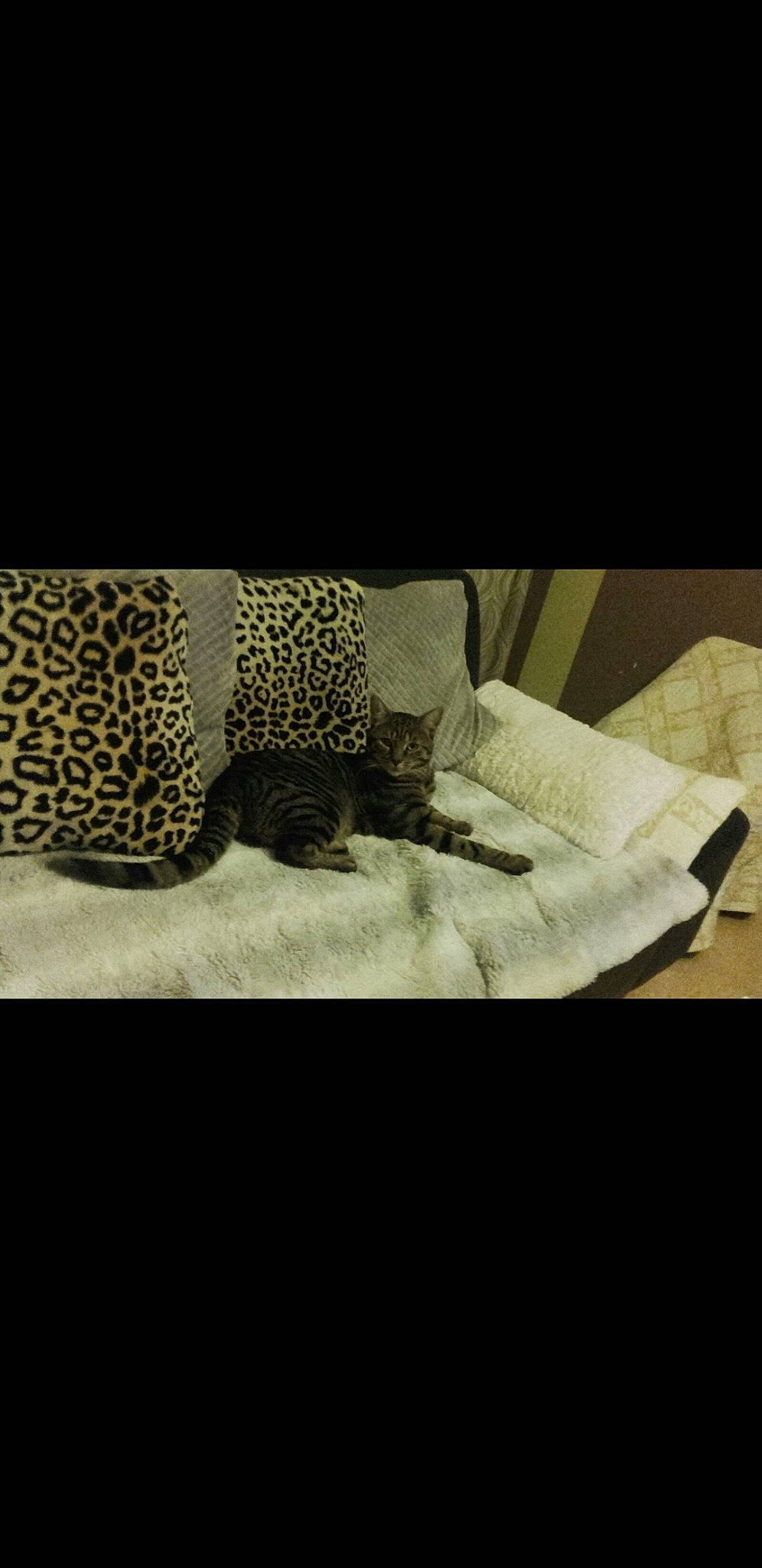 Naos a rejoint le concours — aidez-le/la à gagner de superbes lots ! african_leopard, big_cats, carnivore, cushion, felidae, fur, home_accessories, leopard, linens, pattern, pillow, slipcover, small_to_medium_sized_cats, terrestrial_animal, throw_pillow, wildlife