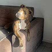 Ruby a rejoint le concours — aidez-le/la à gagner de superbes lots ! dog, brown_dog, couch, armrest, sunlight, indoor, tile_floor, relaxed, pet, animal, white_patch, shadow, wall, ear, paw, snout, fur, looking, daylight, resting