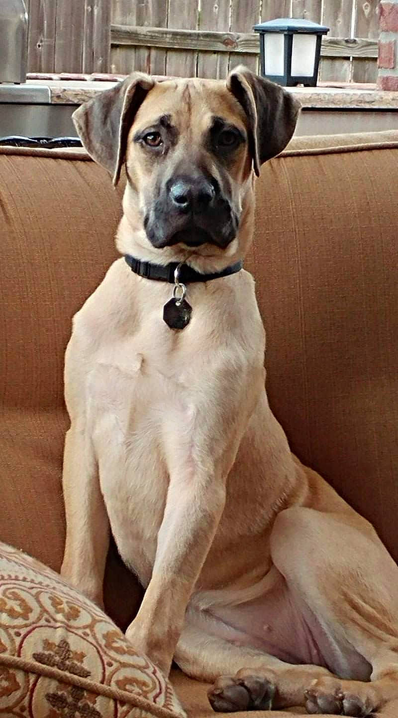 Bailey is registered to the contest to win money with this photo: ancient_dog_breeds, canidae, carnivore, collar, companion_dog, dog, dog_breed, dog_collar, dog_supply, fawn, guard_dog, newspaper, non_sporting_group, pet_supply, snout, sporting_group, whiskers, working_animal, working_dog