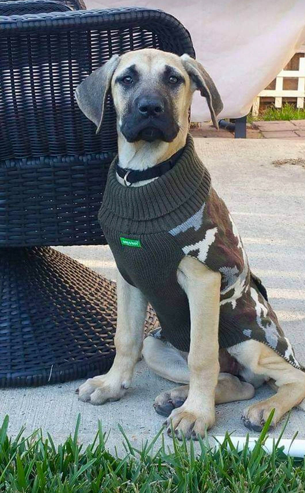 Bailey joined the competition — help win amazing prizes! ancient_dog_breeds, canidae, carnivore, collar, companion_dog, dog, dog_breed, dog_clothes, dog_collar, dog_supply, fawn, grass, leash, mesh, pet_supply, plant, snout, toy_dog, working_animal, working_dog