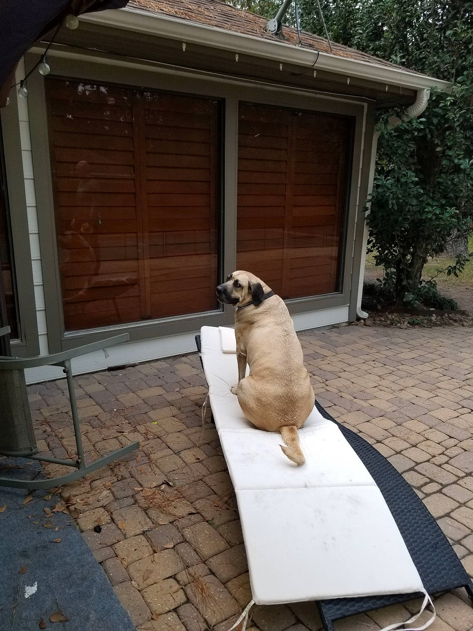 Bailey is registered to the contest to win money with this photo: building, canidae, carnivore, collar, companion_dog, dog, dog_breed, dog_supply, door, fawn, felidae, pet_supply, plant, porch, shade, snout, sporting_group, tail, tree, wood