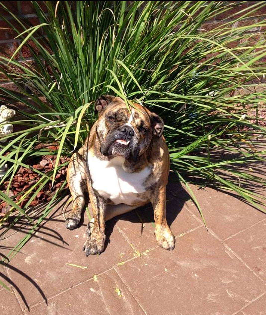 Rambo joined the competition — help win amazing prizes! bulldog, canidae, carnivore, companion_dog, dog, dog_breed, fawn, grass, landscape, plant, pug, snout, soil, tail, terrestrial_animal, toy_dog, tree, working_animal, working_dog, wrinkle