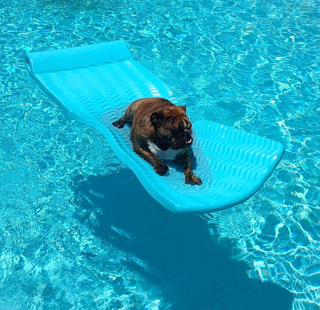 Rambo joined the competition — help win amazing prizes! bathing, blue, canidae, carnivore, companion_dog, dog, dog_breed, electric_blue, fawn, fluid, fun, leisure, liquid, liver, pet_supply, recreation, sporting_group, swimming_pool, vacation, water