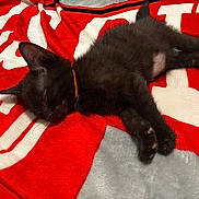 Hulk is registered to the contest to win money with this photo: animal, black_cat, blanket, cat, closed_eyes, collar, cozy, cute, furry, indoors, kitten, lying_down, orange_collar, paws, pet, red_blanket, relaxed, sleeping, whiskers, white_pattern