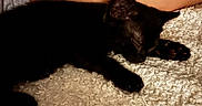 Hulk joined the competition — help win amazing prizes! animal, black_cat, blanket, carpet, cat, closeup, cozy, feline, fur, indoor, legs, nap, paws, person, pet, red_blanket, relaxed, resting, sleeping, whiskers