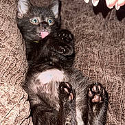 Chessur is registered to the contest to win money with this photo: animal, belly_up, black_cat, cat, close_up, couch, cute, fabric, flash_photography, funny, human_hand, indoors, kitten, lying_down, paws, pet, relaxed, toe_beans, tongue_out, wide_eyes