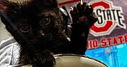 Chessur is registered to the contest to win money with this photo: animal, background, black_cat, cat, chair, close_up, college, curious, cute, dark_fur, ears, feline, furniture, indoors, kitten, paw, pet, portrait, sports_banner, whiskers