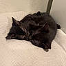 Chessur is registered to the contest to win money with this photo: adorable, black_cats, carpet, cats, chair, cozy, cuddling, curled_up, fluffy, furry, home, indoor, kittens, knitted_fabric, nap, pets, resting, sleeping, textured_wall, white_blanket