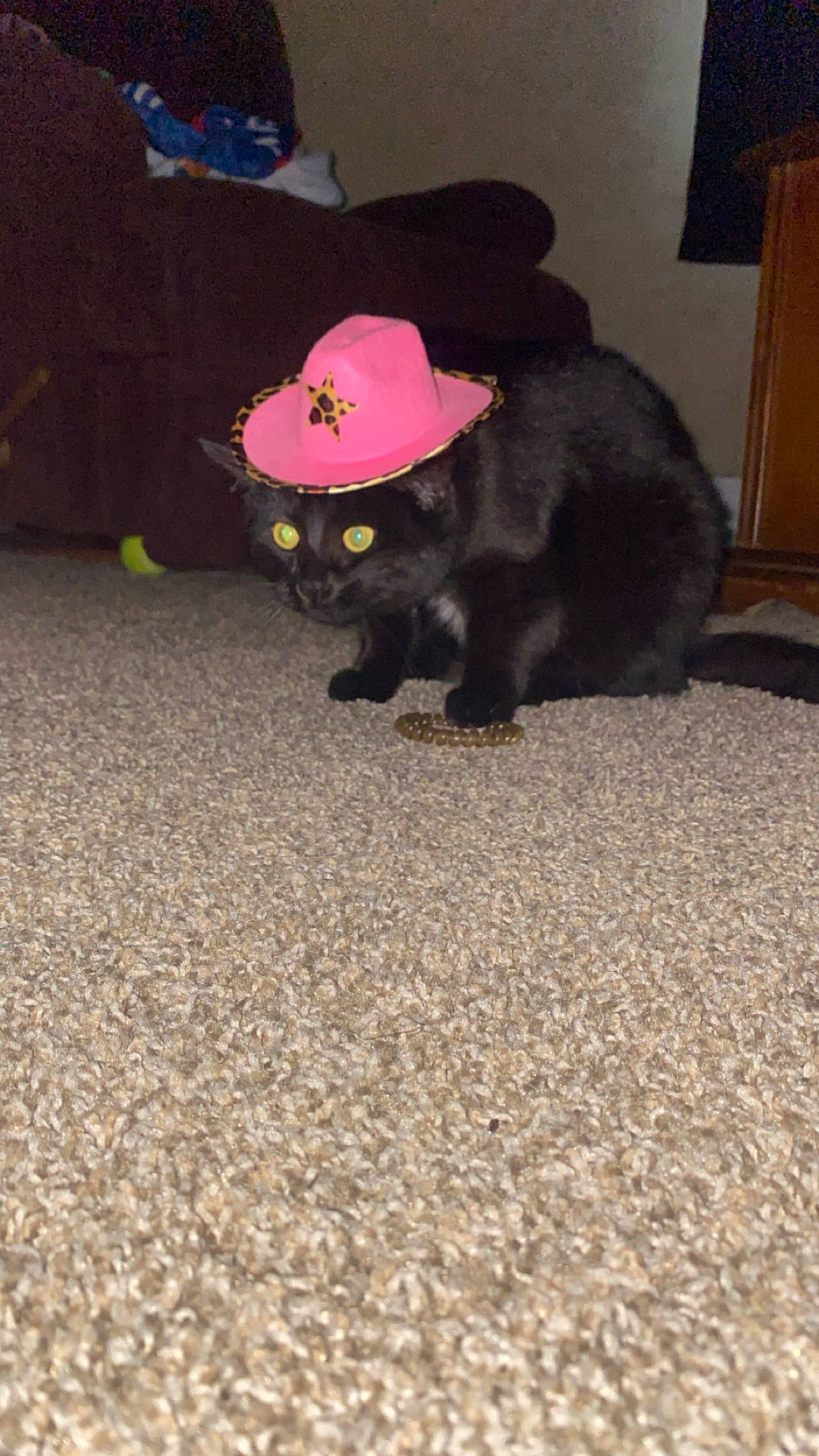 Claire is registered to the contest to win money with this photo: abyssinian, animal, architecture, baseballcap, blackcat, building, cap, cat, clothing, couch, furniture, hat, indoors, kitten, livingroom, manx, person, pet, room, sunhat