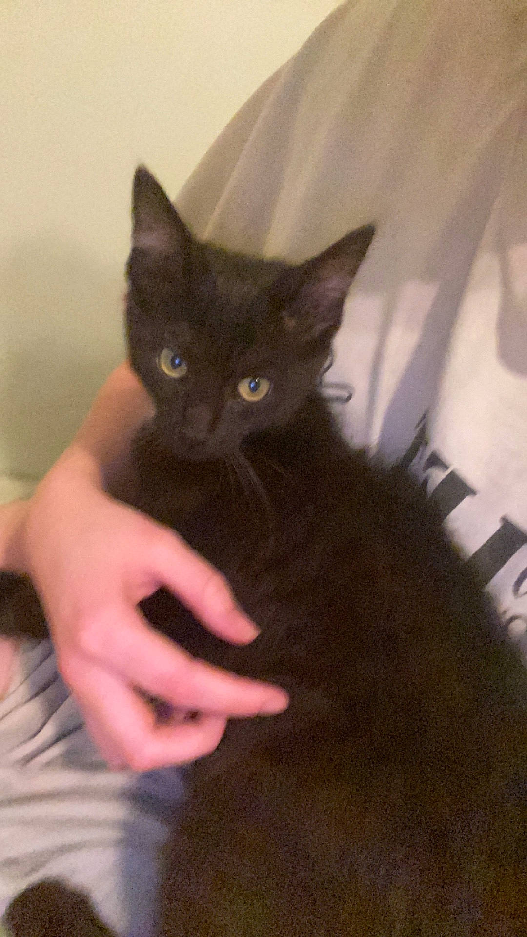 Claire is registered to the contest to win money with this photo: abyssinian, animal, blackcat, bodypart, cat, finger, hand, kitten, manx, person, pet