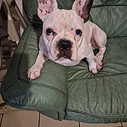 Topaz a rejoint le concours — aidez-le/la à gagner de superbes lots ! animal, armchair, boxer, bulldog, canine, chair, couch, dog, frenchbulldog, furniture, pet, pitbull, puppy