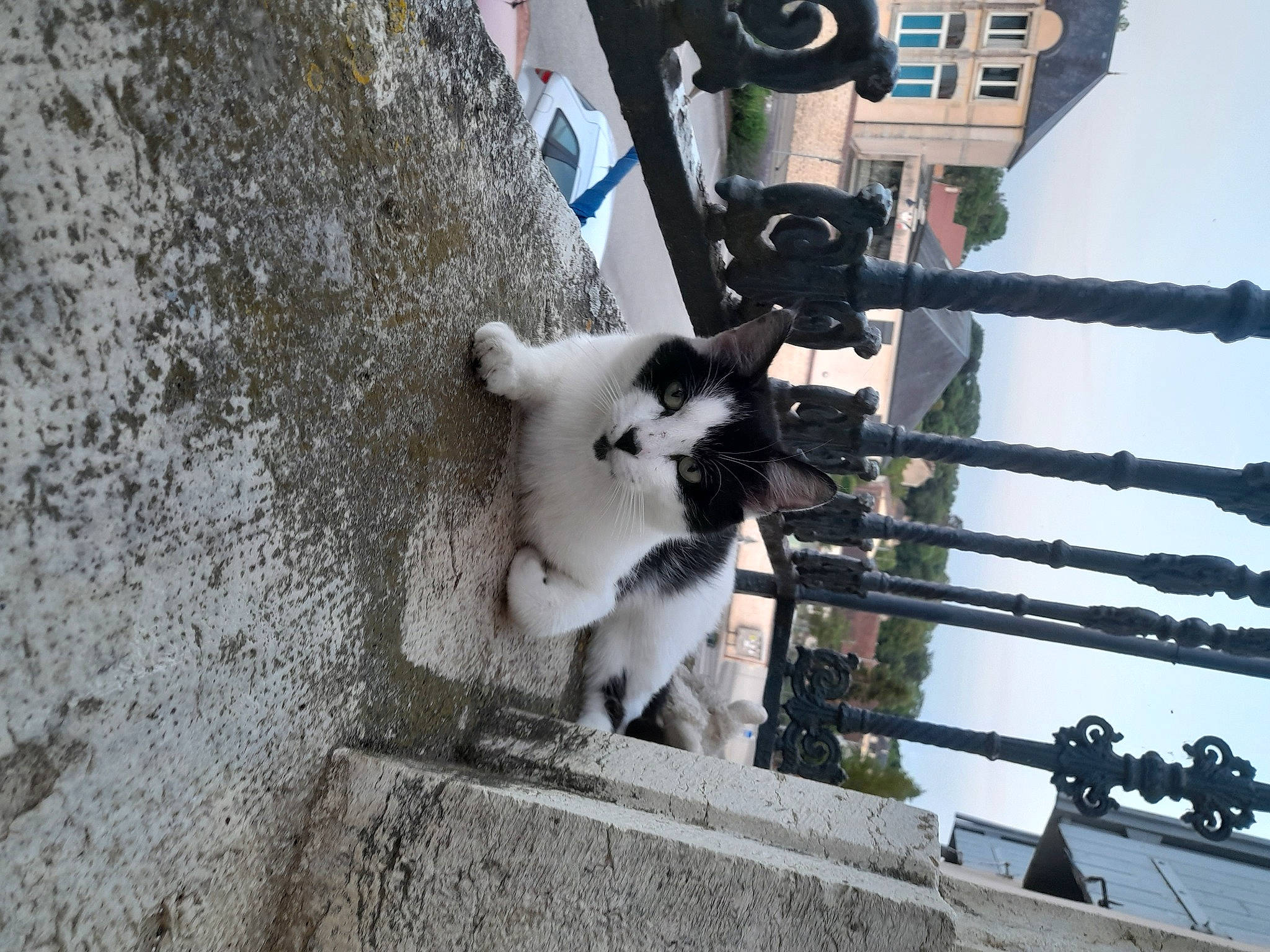 Mickey a rejoint le concours — aidez-le/la à gagner de superbes lots ! art, building, canidae, carnivore, felidae, fur, machine, sky, sporting_group, tail, tree, vehicle, working_animal