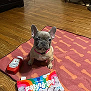 Nova is registered to the contest to win money with this photo: puppy, french_bulldog, dog, toy, ketchup_bottle, colorful_toy, red_mat, bone_pattern, wooden_floor, indoor, pet, cute, small_dog, collar, ears, flooring, shoes, background, sitting, animal