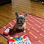 puppy, french_bulldog, dog, toy, ketchup_bottle, colorful_toy, red_mat, bone_pattern, wooden_floor, indoor, pet, cute, small_dog, collar, ears, flooring, shoes, background, sitting, animal