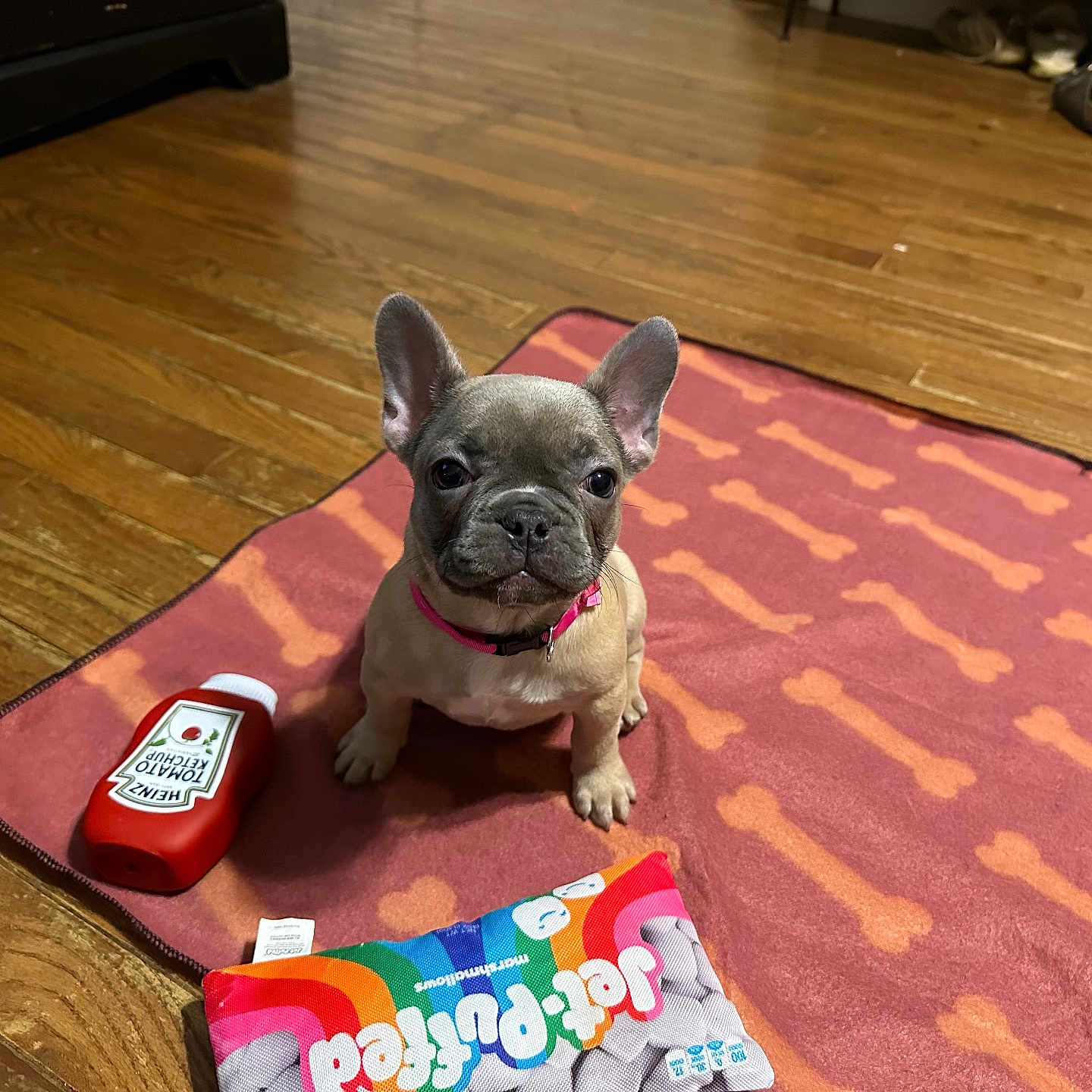Nova is registered to the contest to win money with this photo: animal, background, bone_pattern, collar, colorful_toy, cute, dog, ears, flooring, french_bulldog, indoor, ketchup_bottle, pet, puppy, red_mat, shoes, sitting, small_dog, toy, wooden_floor