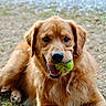 Conway is registered to the contest to win money with this photo: animal, canine, closeup, daylight, dog, ears, eyes, fur, golden_retriever, grass, lying_down, mammal, mouth, nature, nose, outdoor, pet, playful, tennis_ball, tongue