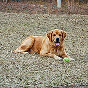 Conway joined the competition — help win amazing prizes! dog, golden_retriever, grass, outdoor, pet, animal, playing, tennis_ball, lying_down, nature, field, brown, tongue_out, happy, canine, fur, mammal, grass_field, summer, leisure