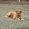 animal, brown, canine, dog, field, fur, golden_retriever, grass, grass_field, happy, leisure, lying_down, mammal, nature, outdoor, pet, playing, summer, tennis_ball, tongue_out