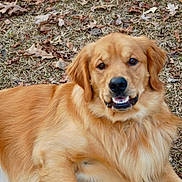 Conway is registered to the contest to win money with this photo: animal, autumn, canine, close_up, cute, dog, domestic_animal, friendly, fur, golden_retriever, grass, laying_down, leaves, mammal, nature, outdoor, pet, playful, portrait, smiling