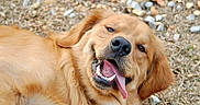 Conway joined the competition — help win amazing prizes! animal, canine, closeup, dog, ears, friendly, fur, golden_retriever, grass, happy, lying_down, mammal, nature, outdoor, pet, playful, rocks, smiling, tongue, tongue_out