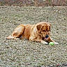 Conway is registered to the contest to win money with this photo: animal, brown_fur, canine, daylight, dog, field, focused, friendly, golden_retriever, grass, lying_down, mammal, nature, outdoor, pet, playful, recreation, summer, tennis_ball, tongue_out
