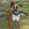Loki is registered to the contest to win money with this photo: dog, water, outdoor, animal, brown, white, collar, standing, alert, nature, grass, muddy, wet, pet, canine, curious, ears, tail, daylight, forest
