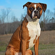 Loki is registered to the contest to win money with this photo: dog, brown, white, sitting, grass, outdoor, field, canine, pet, portrait, animal, nature, daytime, sky, ears, fur, muzzle, alert, watchful, background