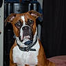 Loki is registered to the contest to win money with this photo: dog, brown, white, indoor, collar, pet, animal, portrait, sitting, face, ears, attention, household, curtains, door, leash, furniture, domestic, cute, companion