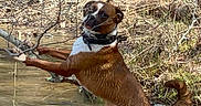 Loki joined the competition — help win amazing prizes! dog, water, branch, outdoor, animal, nature, playful, brown, white, canine, wet, standing, river, tree, forest, wild, pet, summer, muddy, landscape