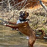 animal, branch, brown, canine, dog, forest, landscape, muddy, nature, outdoor, pet, playful, river, standing, summer, tree, water, wet, white, wild