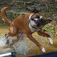 Loki is registered to the contest to win money with this photo: dog, water, mud, splash, shake, outdoor, nature, animal, playful, wet, fur, ears, muddy_water, grass, running, motion, energetic, canine, forest_floor, collar