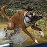 animal, canine, collar, dog, ears, energetic, forest_floor, fur, grass, motion, mud, muddy_water, nature, outdoor, playful, running, shake, splash, water, wet