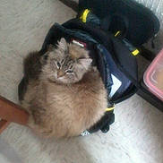 Katty is registered to the contest to win money with this photo: animal, backpack, black, brown, cat, companion, cozy, curious, domestic, floor, fluffy, furniture, furry, indoor, looking_up, pet, resting, sleepy, wall, white